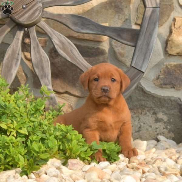 Candy, Fox Red Labrador Retriever Puppy