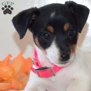 Candy, Jack Russell Terrier Puppy
