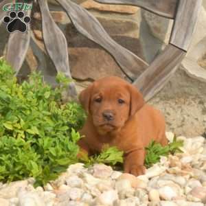 Candy, Fox Red Labrador Retriever Puppy