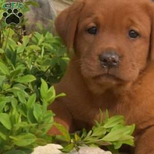 Candy, Fox Red Labrador Retriever Puppy