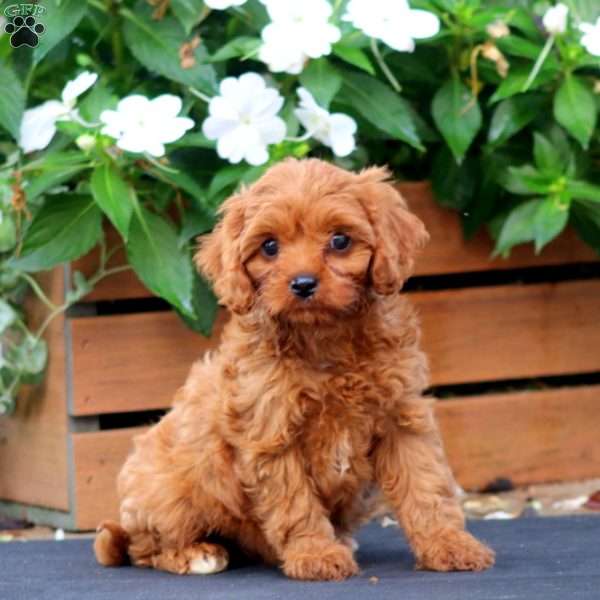 Candy, Cavapoo Puppy