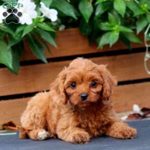 Candy, Cavapoo Puppy