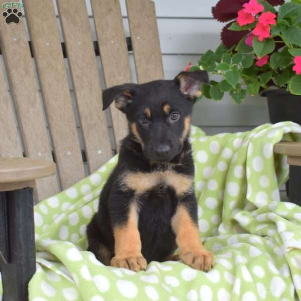 Captain, German Shepherd Puppy