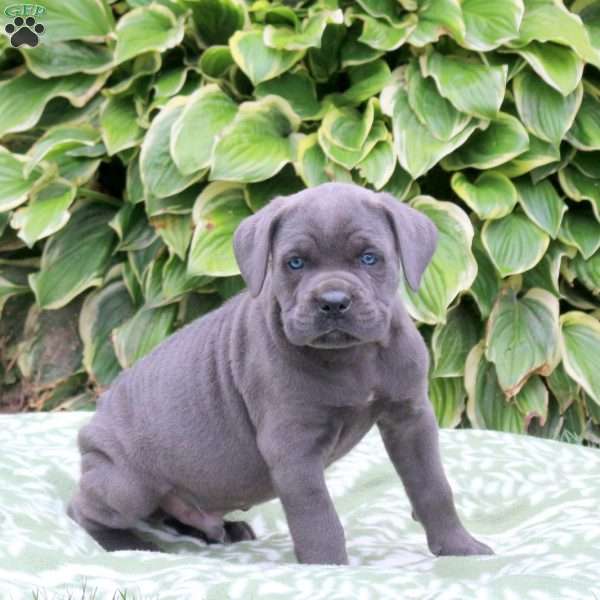 Captain, Cane Corso Puppy