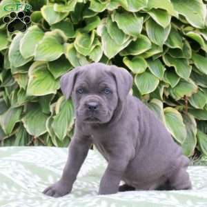 Captain, Cane Corso Puppy