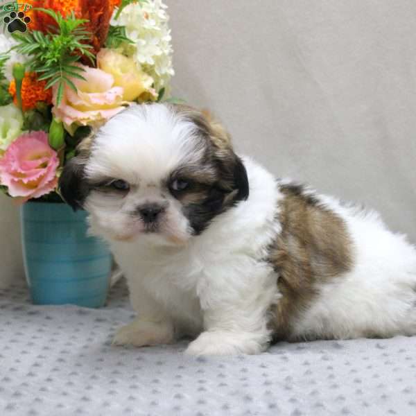 Carl, Shih Tzu Puppy