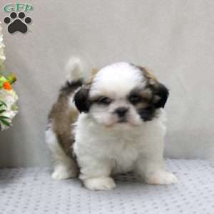 Carl, Shih Tzu Puppy