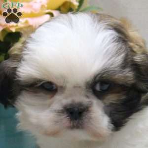 Carl, Shih Tzu Puppy