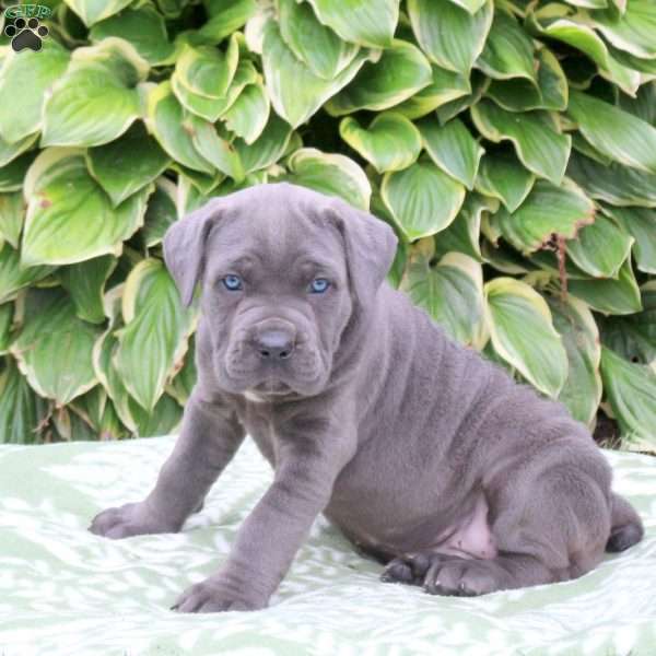 Caroline, Cane Corso Puppy