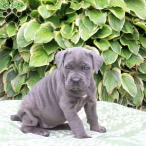 Caroline, Cane Corso Puppy