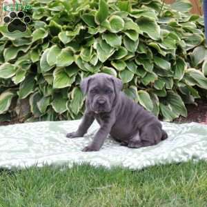 Caroline, Cane Corso Puppy