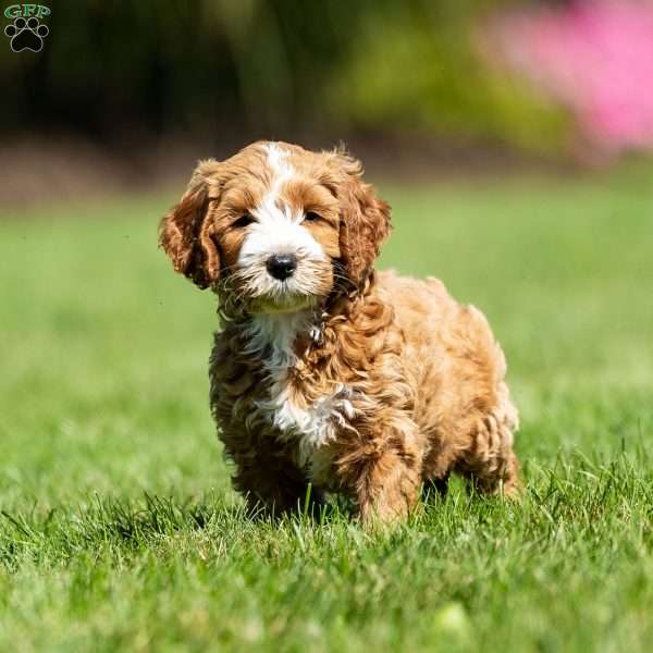 Carson, Mini Goldendoodle Puppy