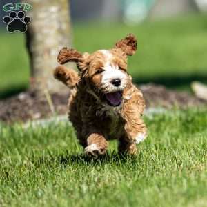 Carson, Mini Goldendoodle Puppy
