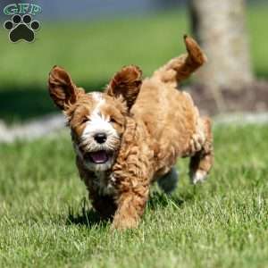 Carson, Mini Goldendoodle Puppy