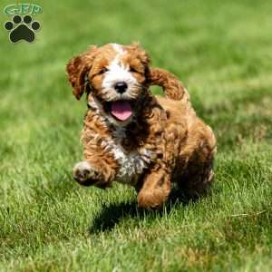 Carson, Mini Goldendoodle Puppy