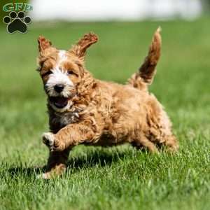 Carson, Mini Goldendoodle Puppy