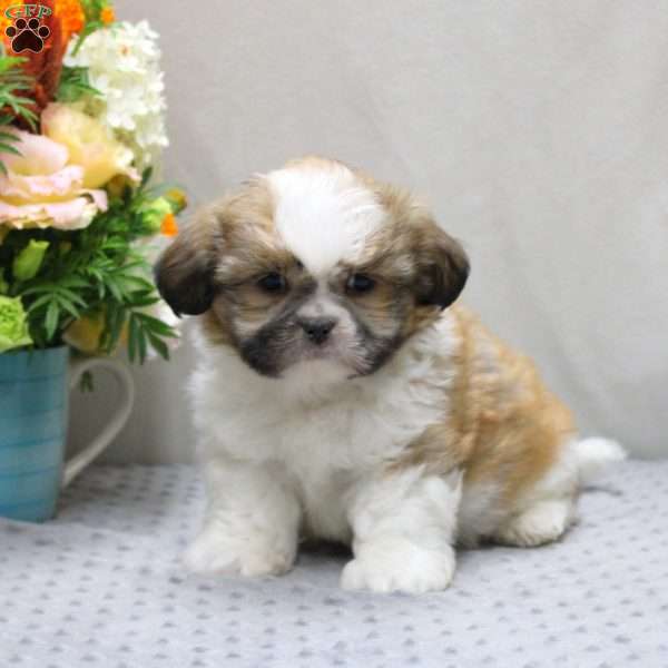 Carson, Shih Tzu Puppy