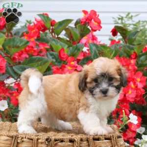 Carson, Teddy Bear Puppy