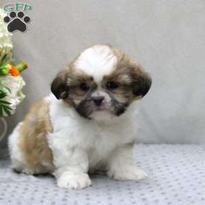 Carson, Shih Tzu Puppy