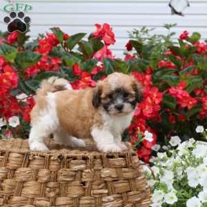Carson, Teddy Bear Puppy