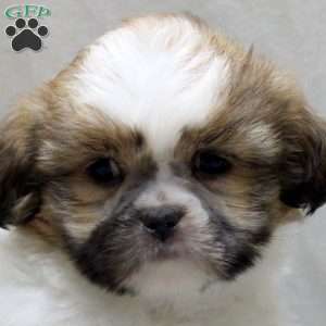 Carson, Shih Tzu Puppy