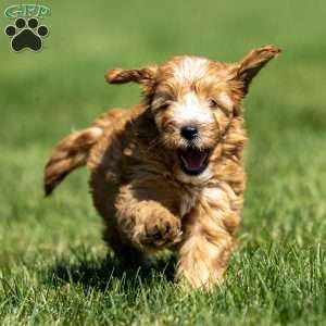 Case, Mini Goldendoodle Puppy
