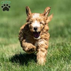 Case, Mini Goldendoodle Puppy