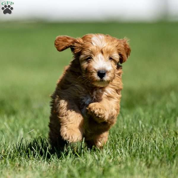 Case, Mini Goldendoodle Puppy
