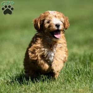 Case, Mini Goldendoodle Puppy