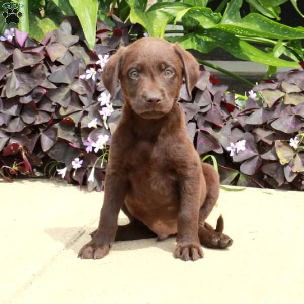 Cash, Chocolate Labrador Retriever Puppy