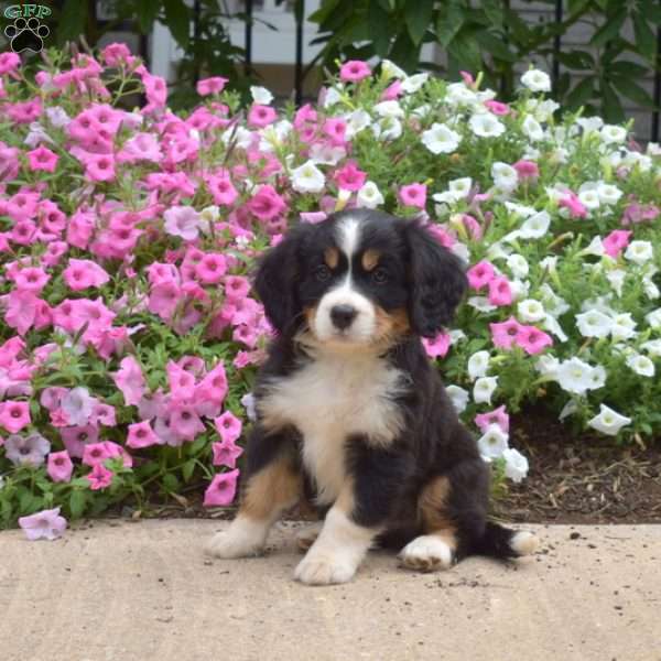 Cash, Miniature Bernese Mountain Dog Puppy