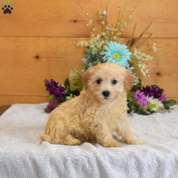 Cashew, Maltipoo Puppy
