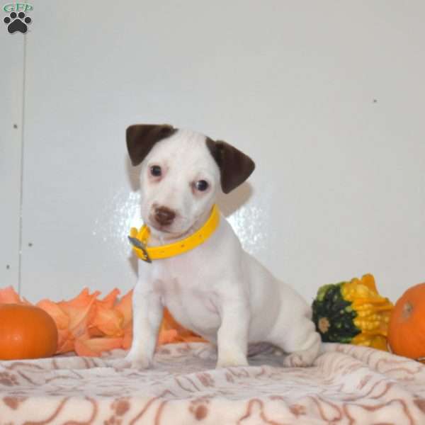 Casper, Jack Russell Terrier Puppy