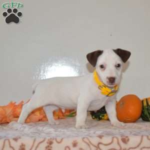 Casper, Jack Russell Terrier Puppy