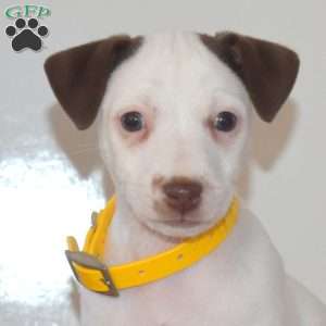 Casper, Jack Russell Terrier Puppy