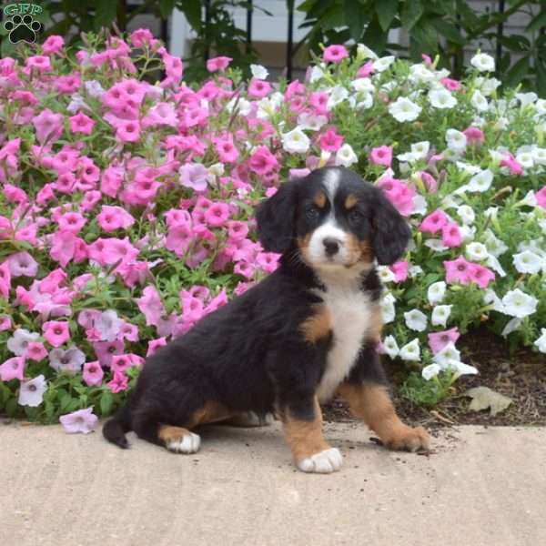 Cassie, Miniature Bernese Mountain Dog Puppy