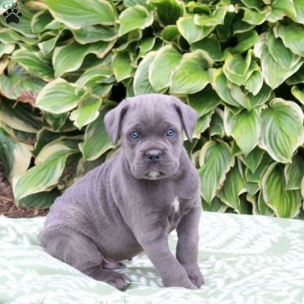 Cayde, Cane Corso Puppy