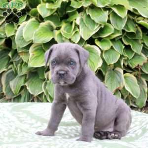 Cayde, Cane Corso Puppy
