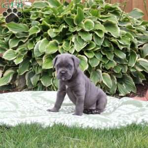 Cayde, Cane Corso Puppy