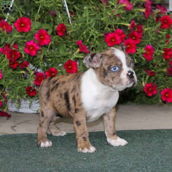 Celia, Boston Terrier Puppy