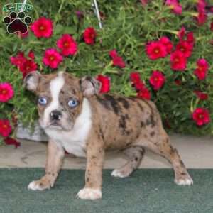 Celia, Boston Terrier Puppy