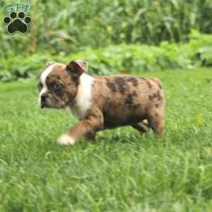 Celia, Boston Terrier Puppy