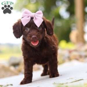 Chai, Dachshund Mix Puppy
