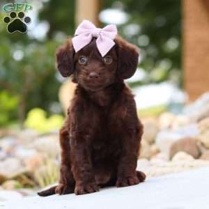 Chai, Dachshund Mix Puppy