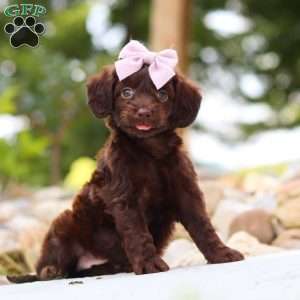 Chai, Dachshund Mix Puppy