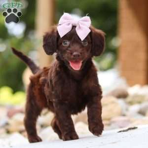 Chai, Dachshund Mix Puppy