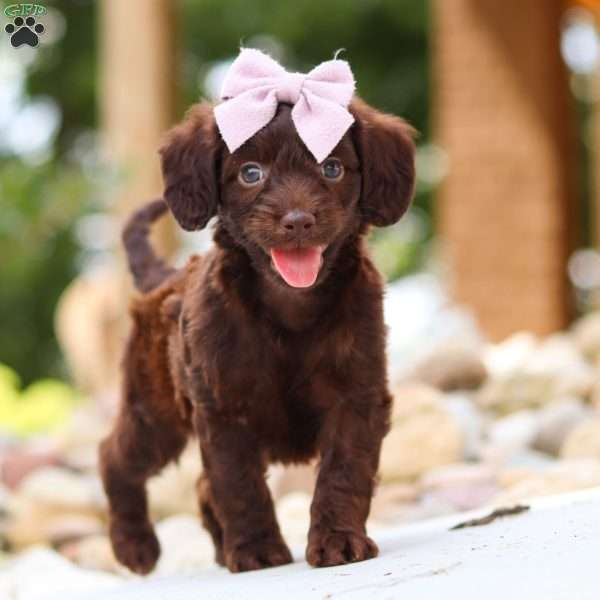 Chai, Dachshund Mix Puppy
