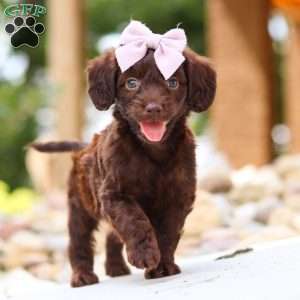 Chai, Dachshund Mix Puppy