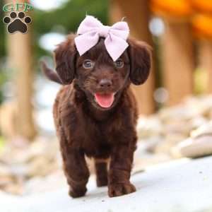 Chai, Dachshund Mix Puppy