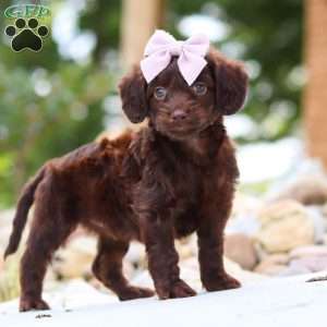 Chai, Dachshund Mix Puppy